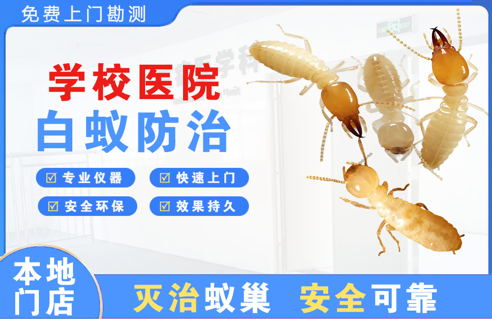 自贡学校医院白蚁防治